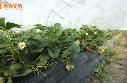 种植草莓采摘