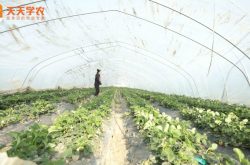 锦州甜查理草莓苗图片