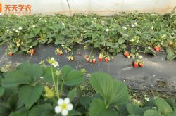 药用草莓种植