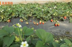 贺州草莓种植基地图片