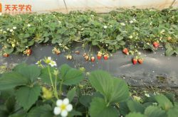 新乡草莓种植技术