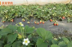 镇江句容草莓苗图片