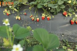 草莓苗太旺