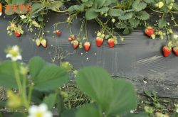 密云草莓采摘园图片