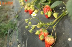 空中花园种植草莓图片