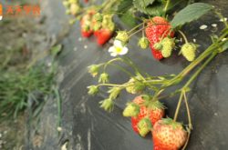 四季草莓家庭种植图片