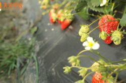 种植大棚草莓的方法