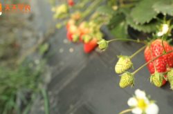 草莓大棚立体栽培图片