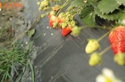 赫天春草莓种植批发基地