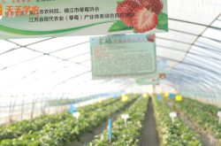 种植奶油草莓技术