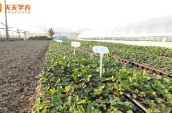 四川大竹草莓种植基地图片