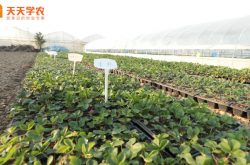 湖北武汉草莓种植