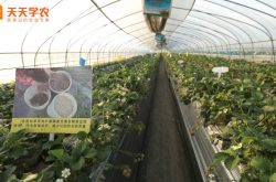 淄博草莓苗图片