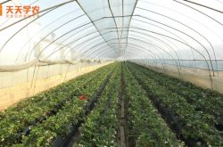 贵州凯里草莓苗图片