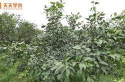 定植1~2年柑橘树秋肥的施肥方式