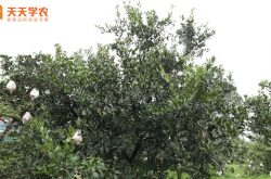 春季柑橘树施肥