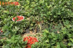 贝瑞生态农业草莓园图片