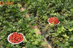 海南澄迈草莓园图片