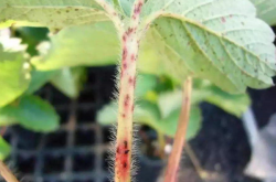 草莓植株发生死棵是什么病呢