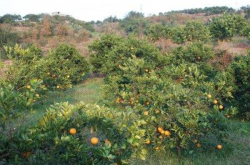 柑橘对种植环境有什么要求呢