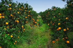 绿色生态柑橘的种植技术有哪些呢