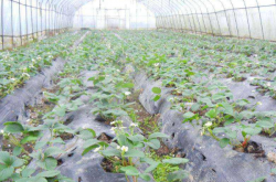 冬天大棚草莓种植的危害有哪些？