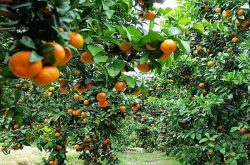 南充适合种植哪些柑橘？