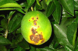 柑橘溃疡病怎么防治？