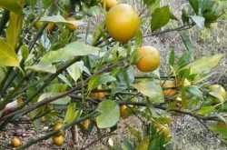 柳州柑橘黄龙病的防控措施
