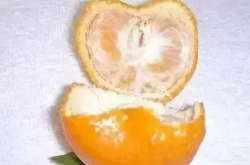柑橘枯水病病因