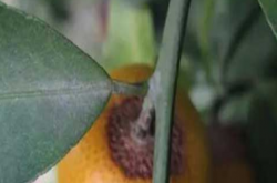 柑橘炭疽病能治愈吗？