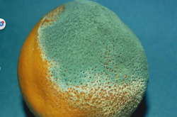柑橘霉菌病是什么？