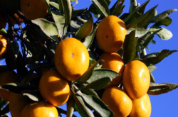 种植柑橘的区位条件