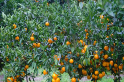 柑橘树有哪些病