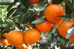 柑橘种植哪个品系好？