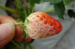 草莓白灰病打什么药