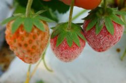治疗草莓白粉病特效药