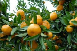 柑橘如何正确施肥？