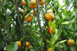 柑橘黄龙病及综合防控