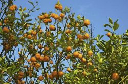 柑橘树种植管理