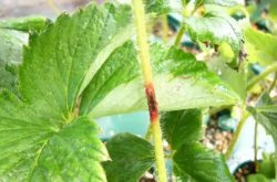 草莓育苗期防什么病？