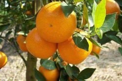 柑橘如何增甜？