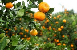 提高柑橘品质施肥技巧