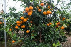 红美人柑橘种植条件需要哪些？