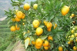 柑橘果树根瘤病怎么治？