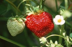 草莓葡萄茎和花茎发红是什么病？
