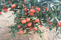 高原地区能不能种植柑橘？