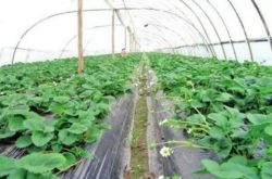 十亩大棚草莓的利润是多少？