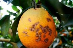 如何减少柑橘溃疡病发生？
