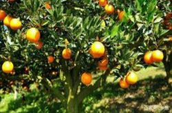 种植柑橘的成本是多少钱？